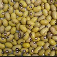 Yellow Dry Beans - Image 4