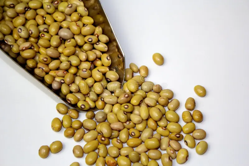 Yellow Dry Beans - Image 3